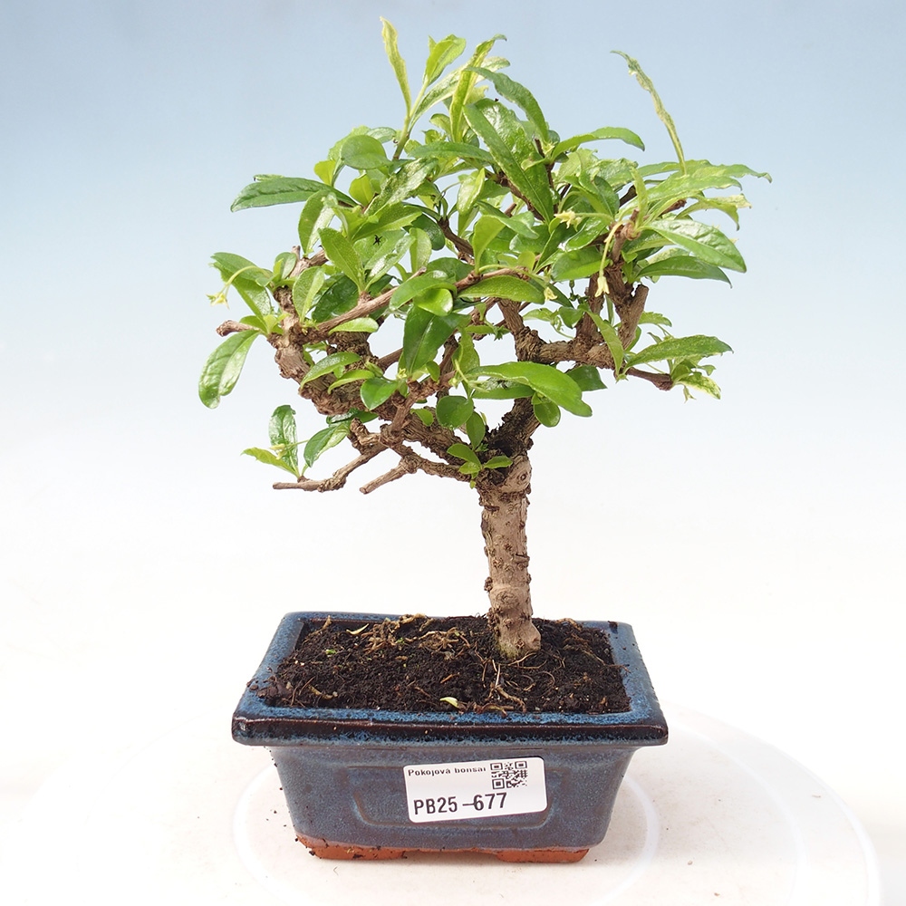 Pokojová bonsai - Carmona macrophylla - Čaj fuki