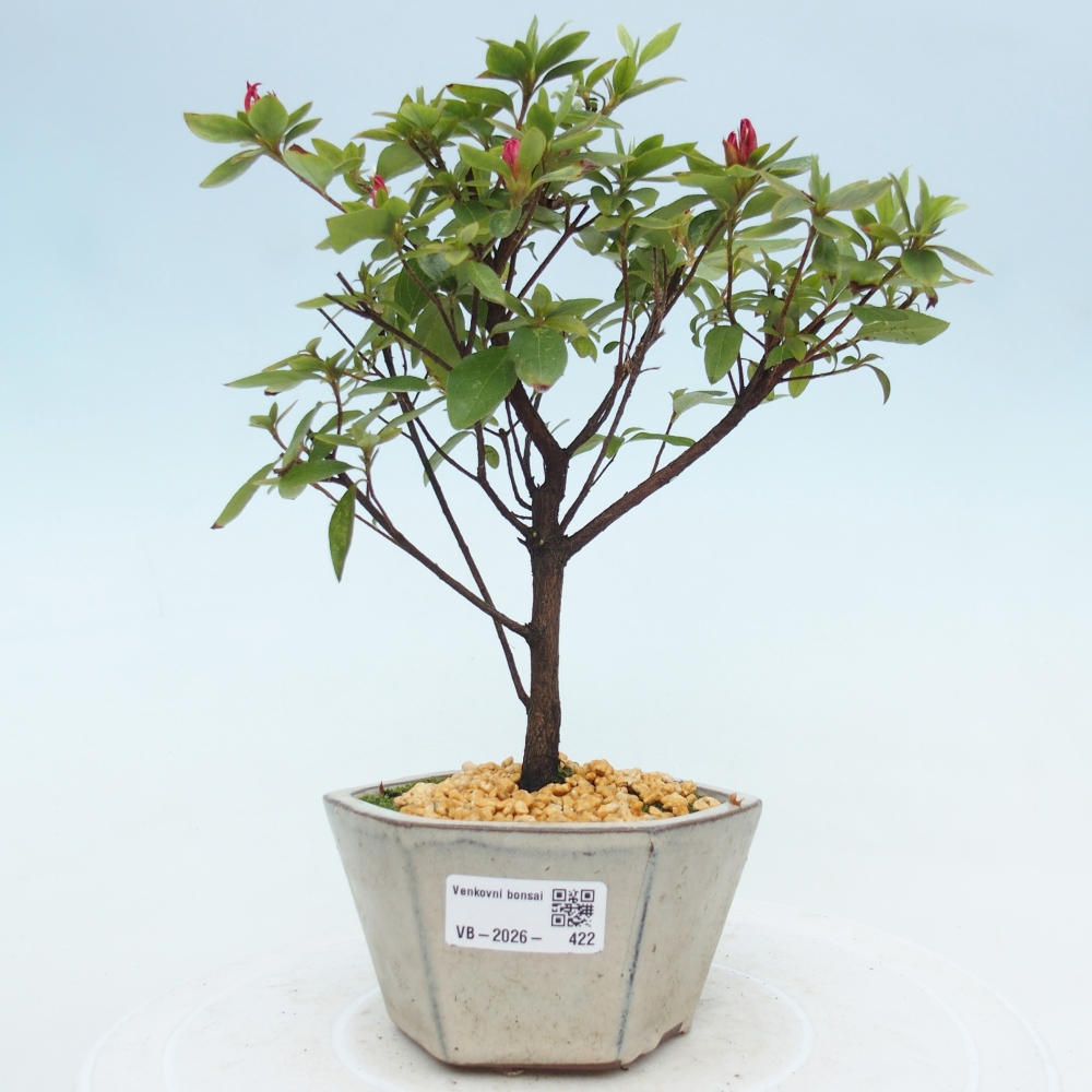 Venkovní bonsai - Japonská azalka - Azalea sp.