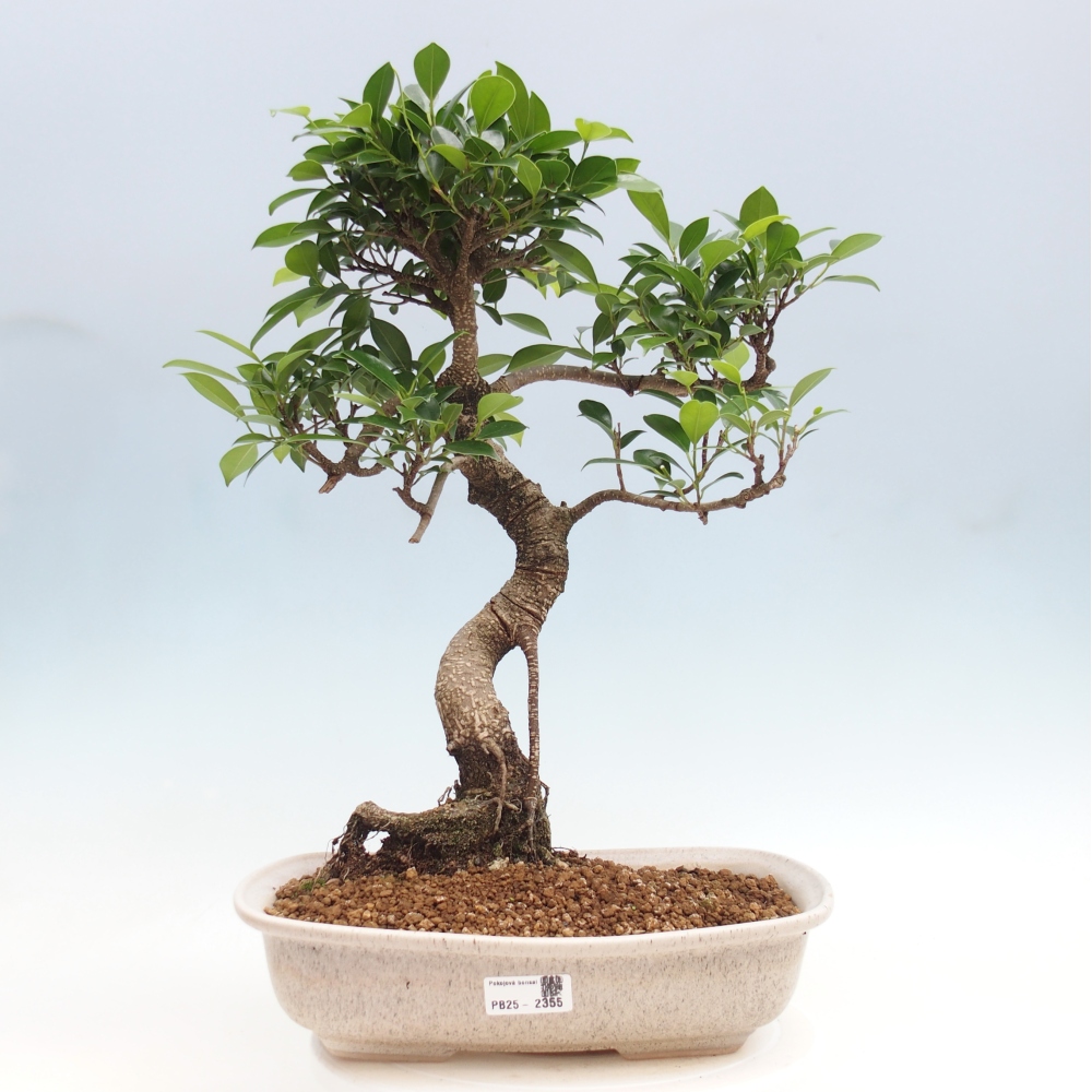 Pokojová bonsai - Ficus kimmen -  malolistý fíkus