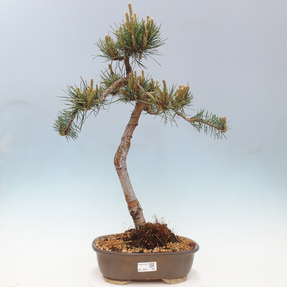 Venkovní bonsai - Pinus Sylvestris Watererri - Borovice lesní