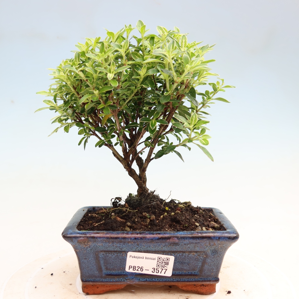 Pokojová bonsai - Serissa foetida Variegata - Strom tisíce hvězd