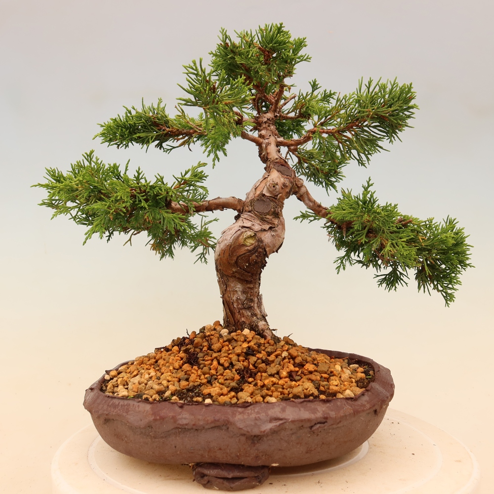 Venkovní bonsai - Juniperus chinensis Itoigawa -Jalovec čínský