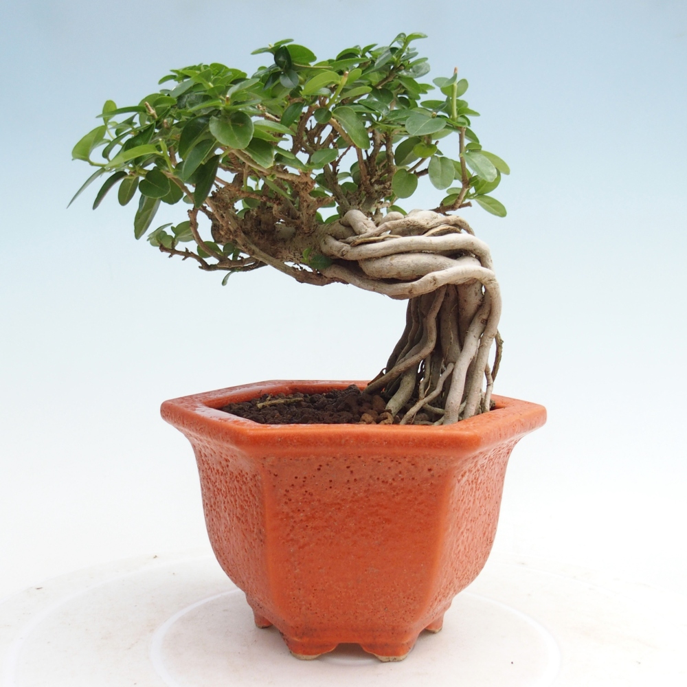 Pokojová bonsai - Premna serratifolia  - Kozlovoň malolistá