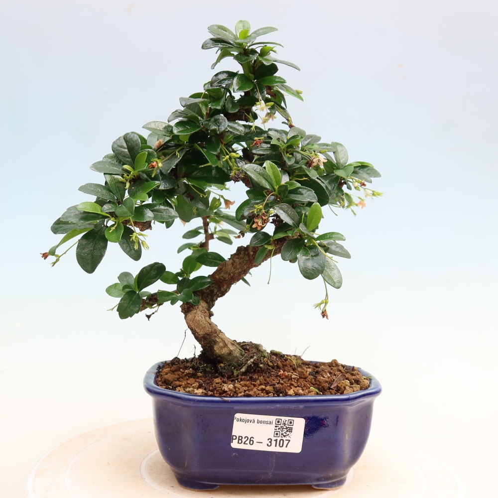 Pokojová bonsai - Carmona macrophylla - Čaj fuki