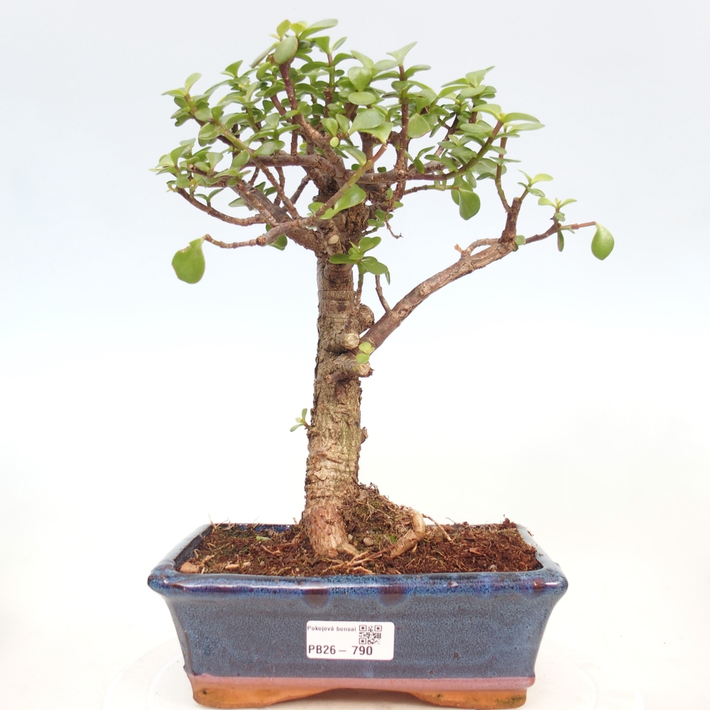 Pokojová bonsai - Portulakaria Afra - Tlustice