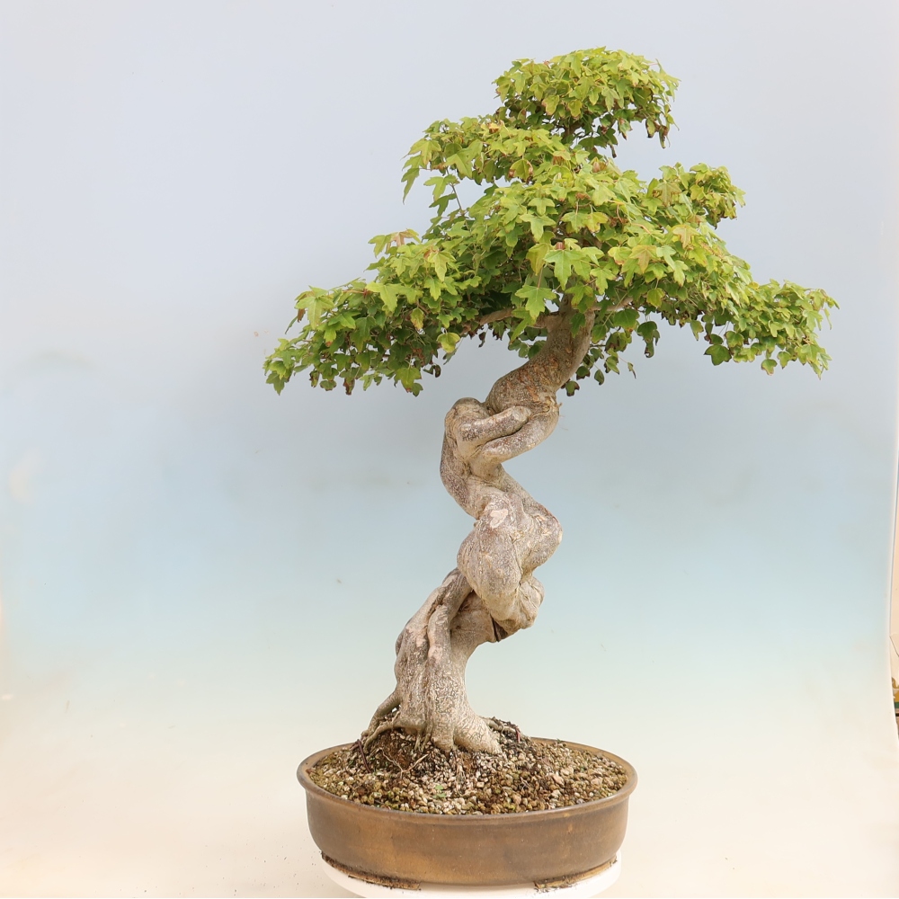 Venkovní bonsai - Acer Buergerianum - Javor Burgerův