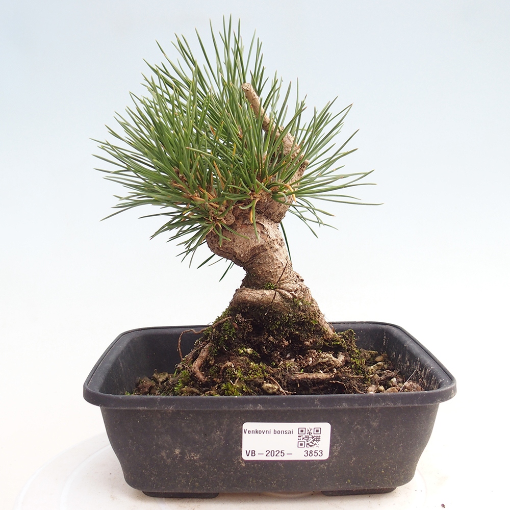 Venkovní bonsai - Pinus thunbergii - Borovice thunbergova