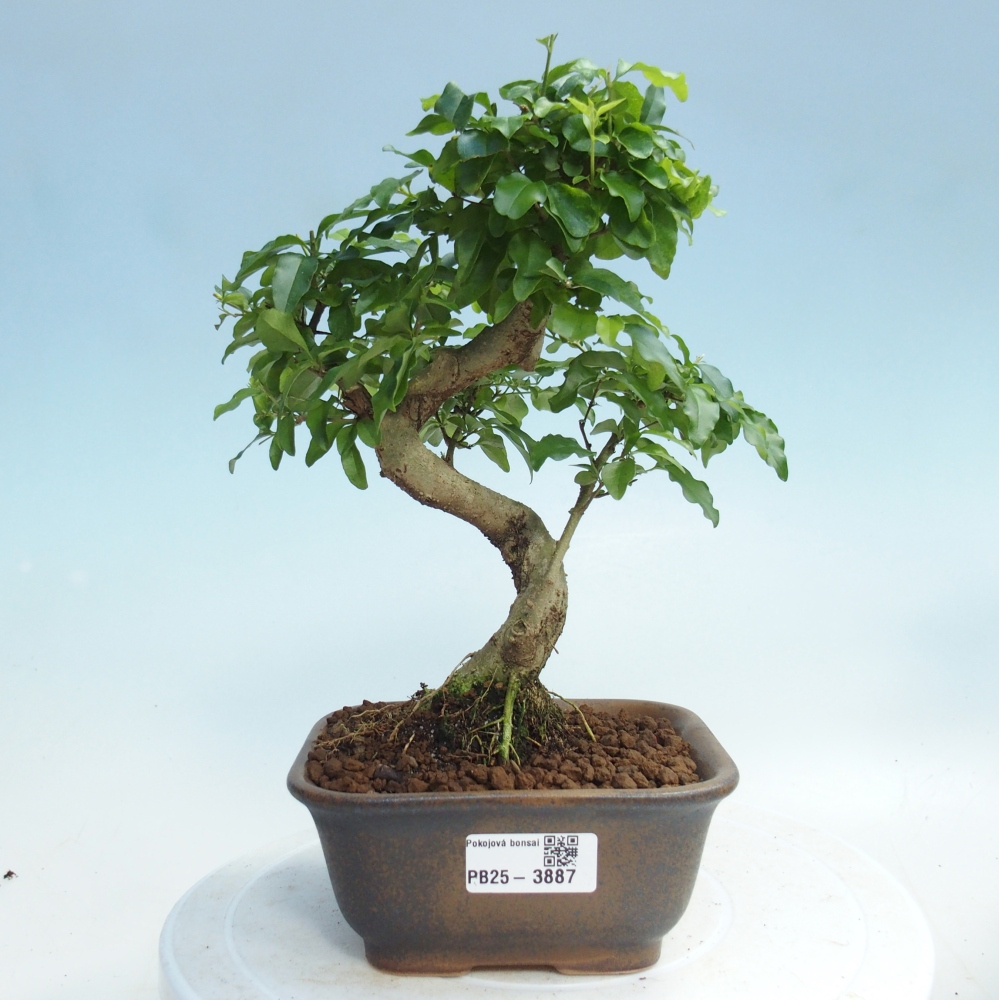 Pokojová bonsai -Ligustrum chinensis - Ptačí zob