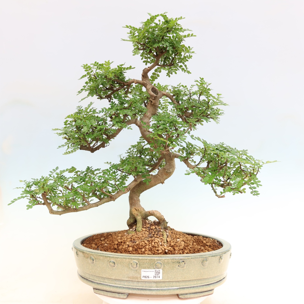 Pokojová bonsai - Zantoxylum piperitum - pepřovník
