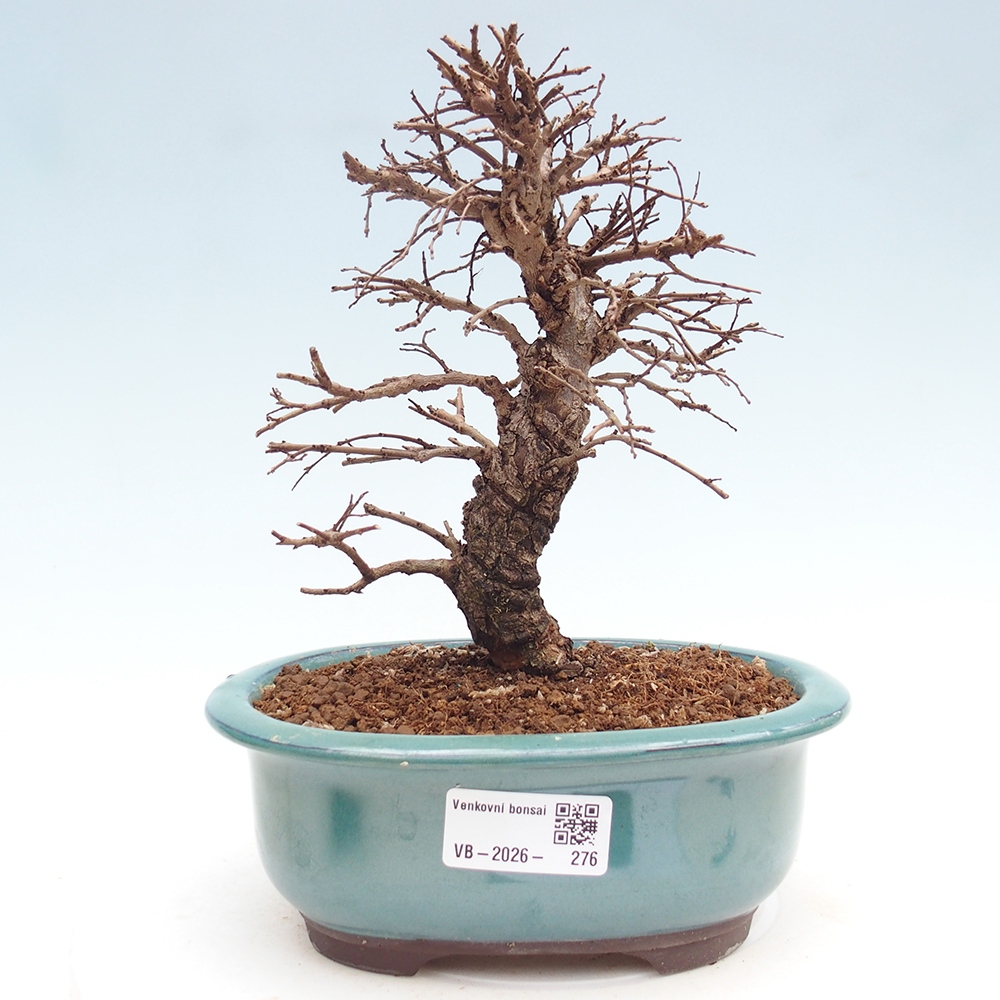 Venkovní bonsai - Zelkova - Zelkova NIRE