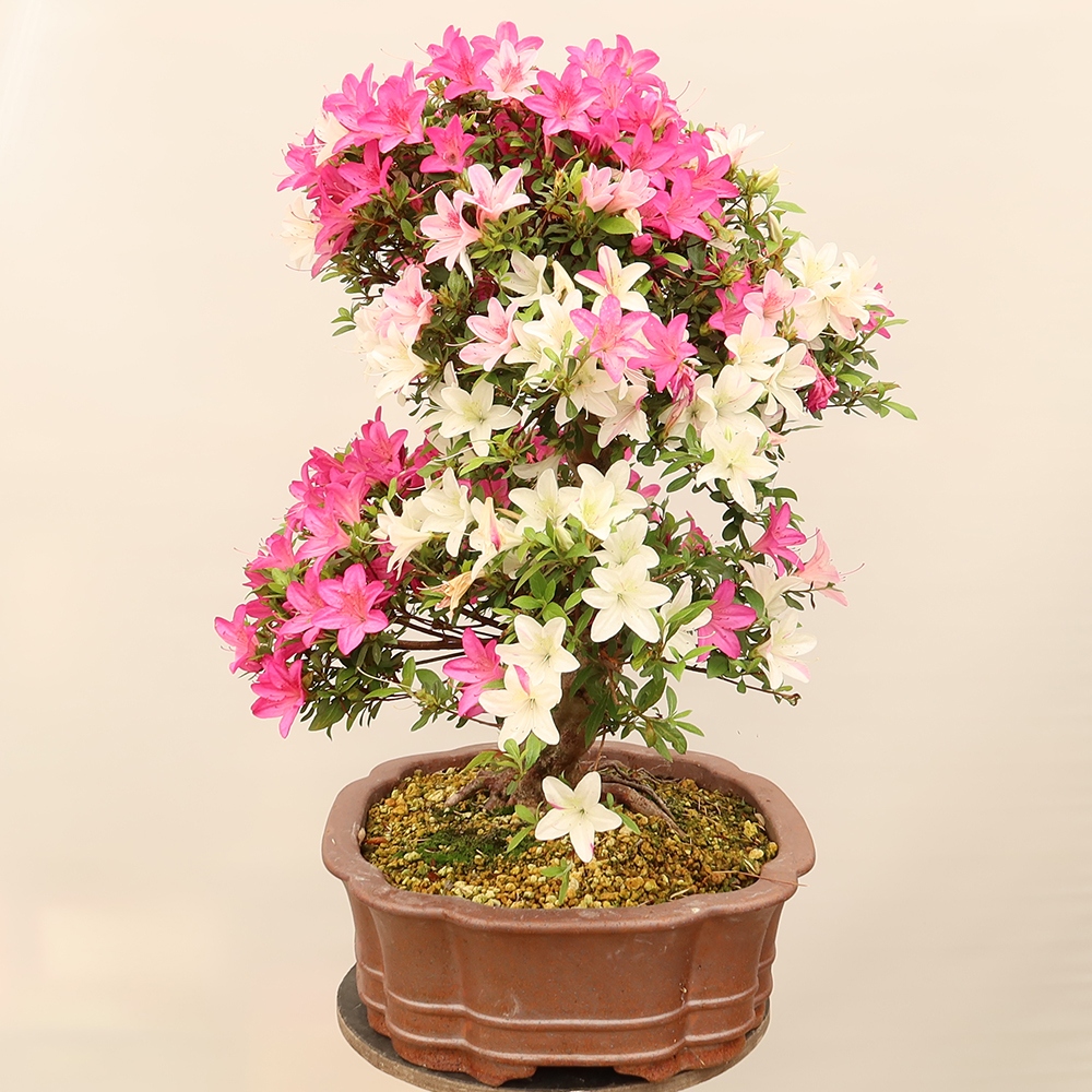 Venkovní bonsai - Japonská azalka - Azalea Miyabihime