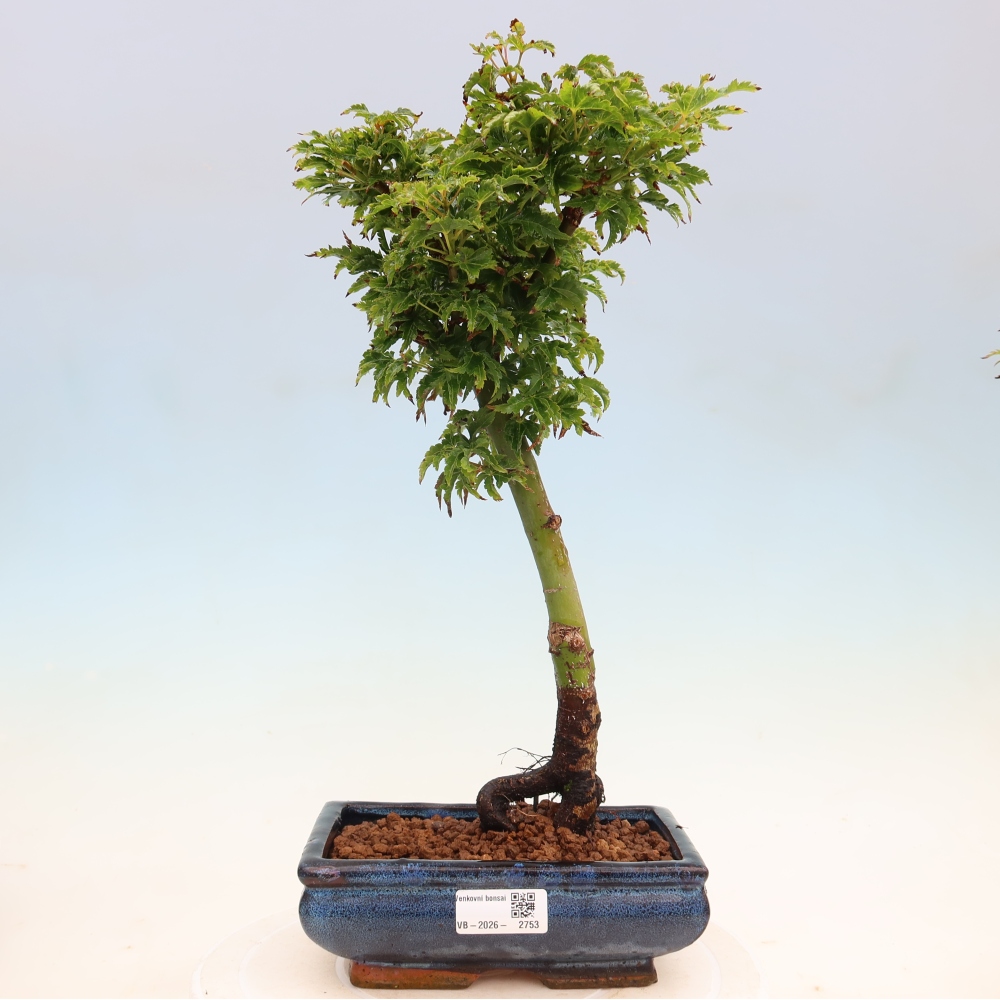 Venkovní bonsai -Javor dlanitolistý Acer palmatum Shishigashira