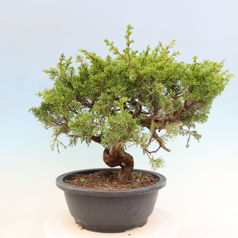 Venkovní bonsai - Juniperus chinensis Itoigawa-Jalovec čínský