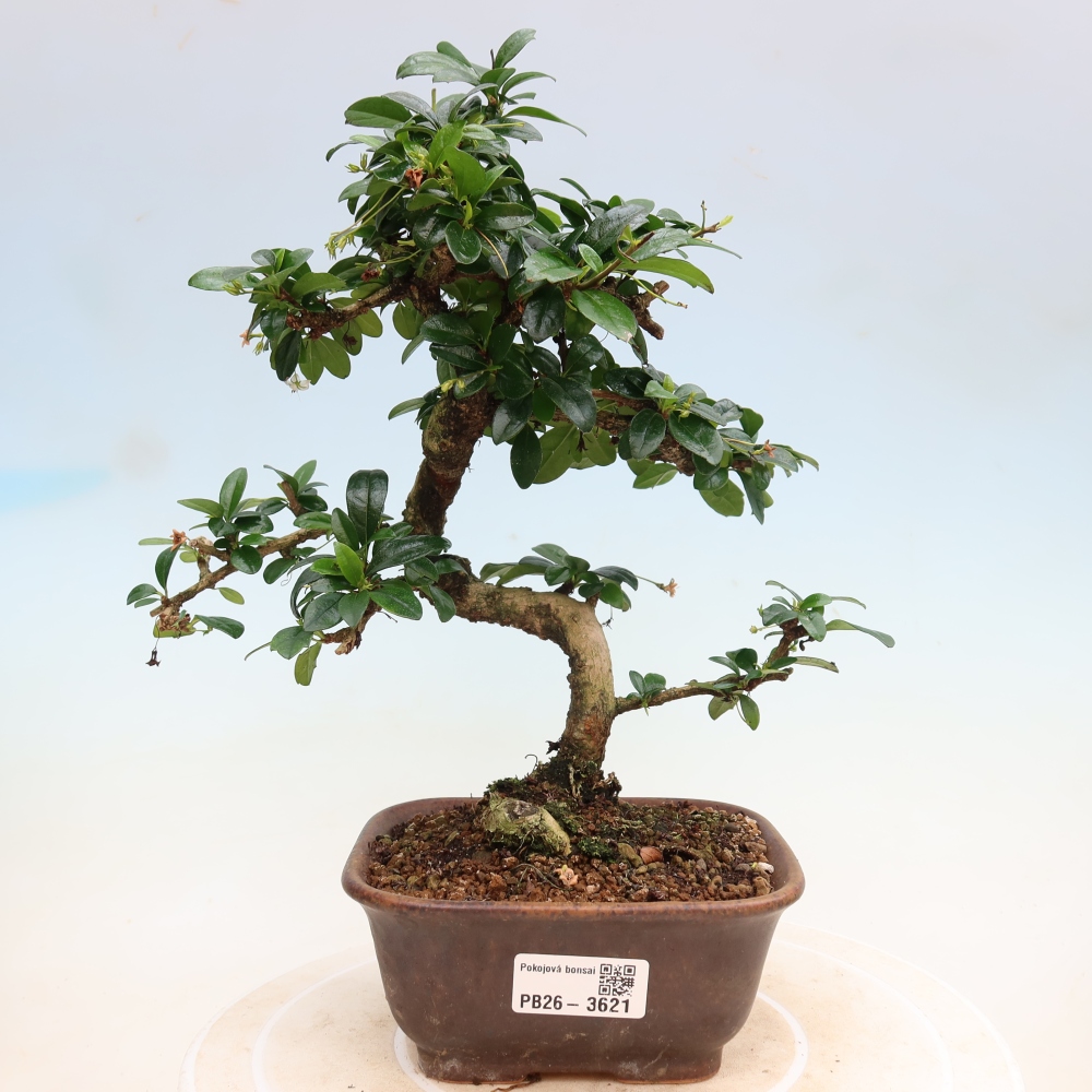 Pokojová bonsai - Carmona macrophylla - Čaj fuki