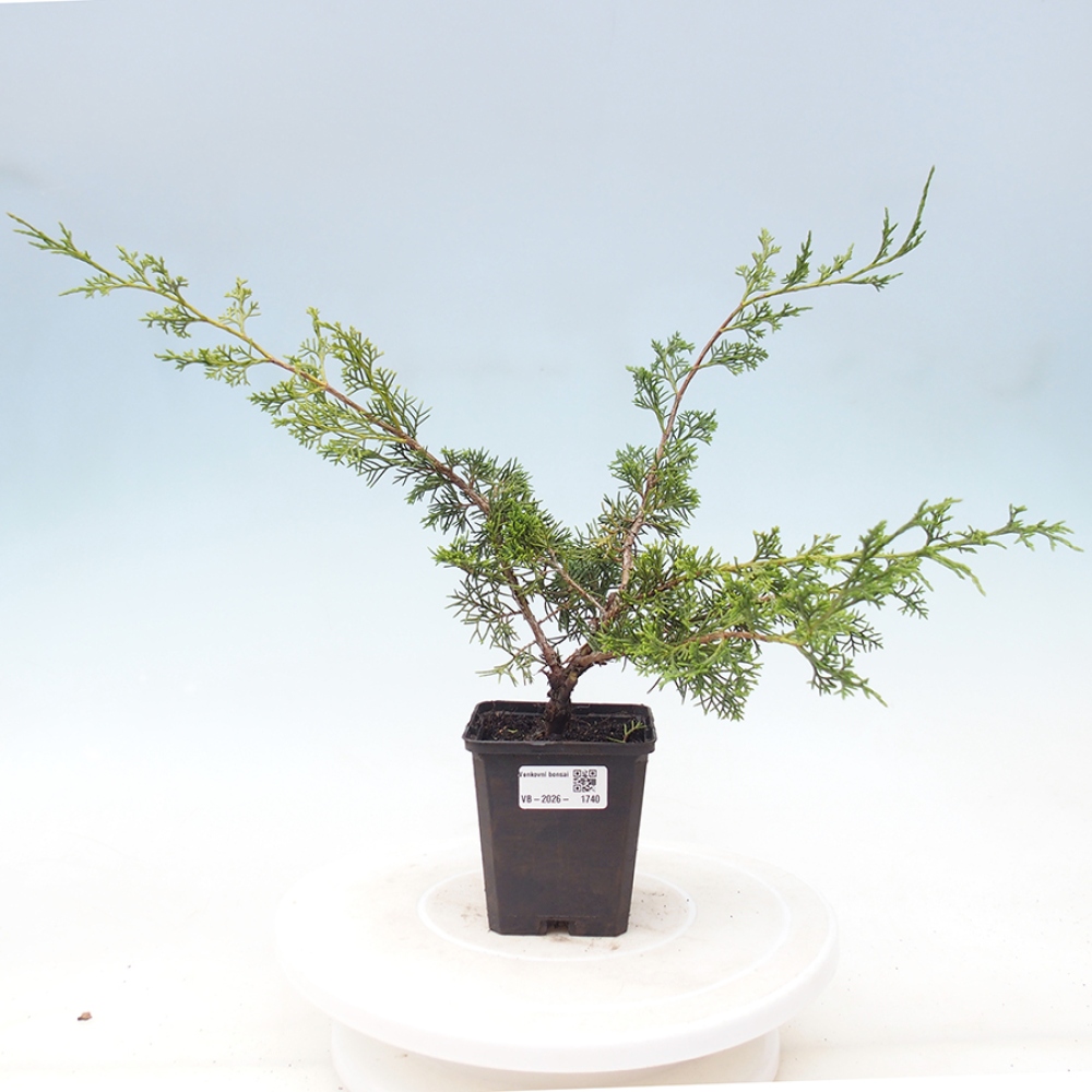 Venkovní bonsai - Juniperus chinensis Itoigawa -Jalovec čínský