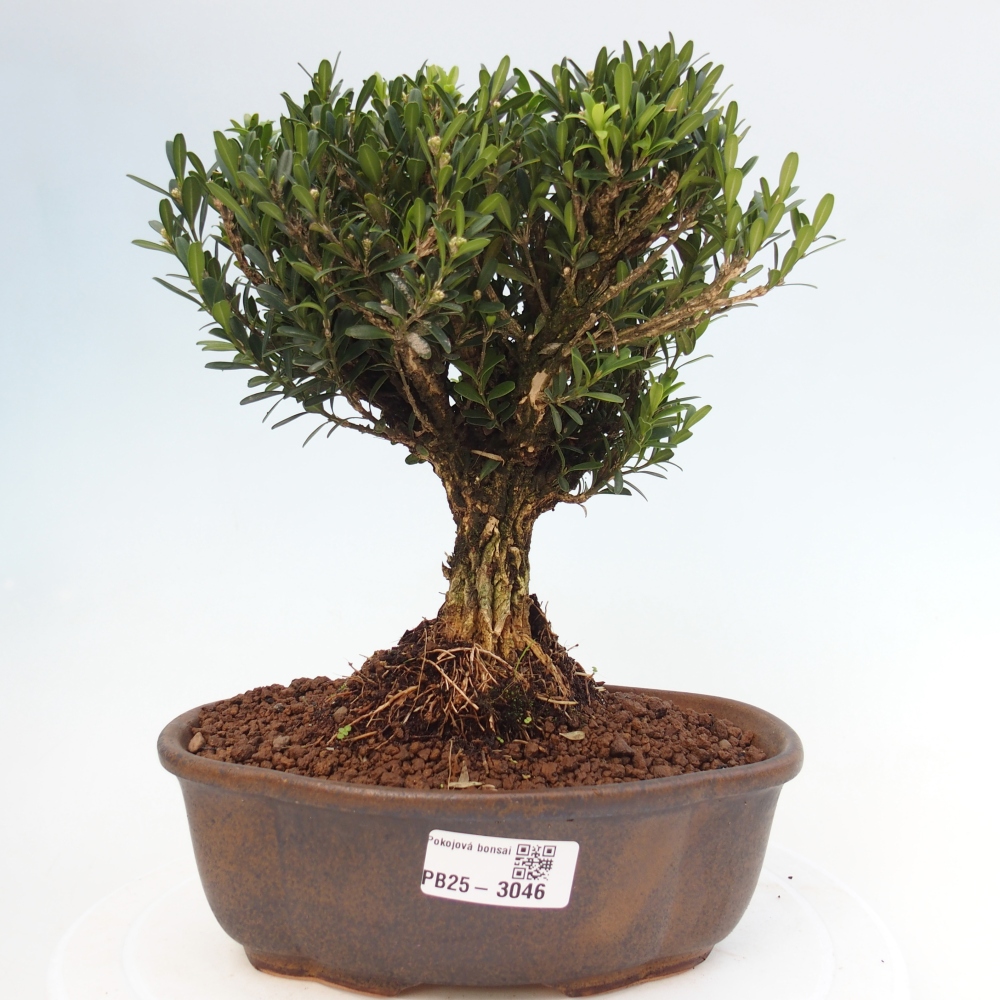 Pokojová bonsai - Buxus harlandii - korkový buxus