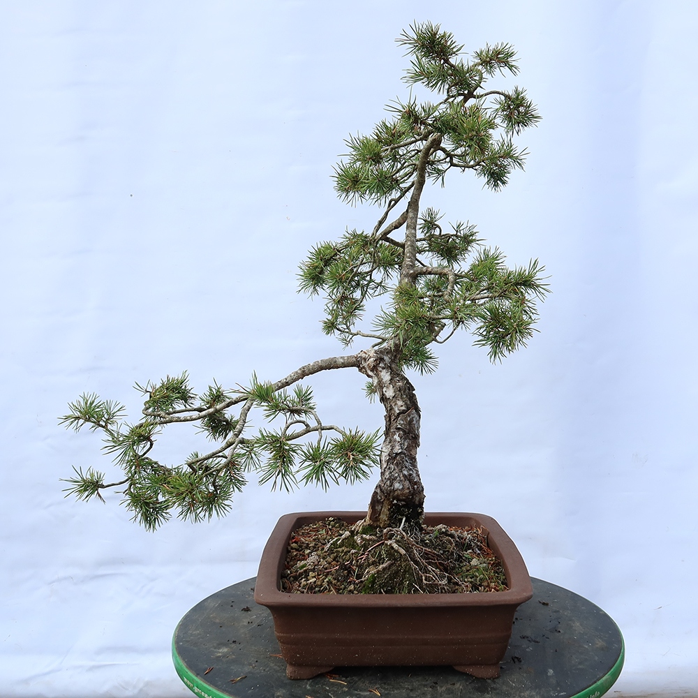 Pinus sylvestris Španělsko - borovice lesní