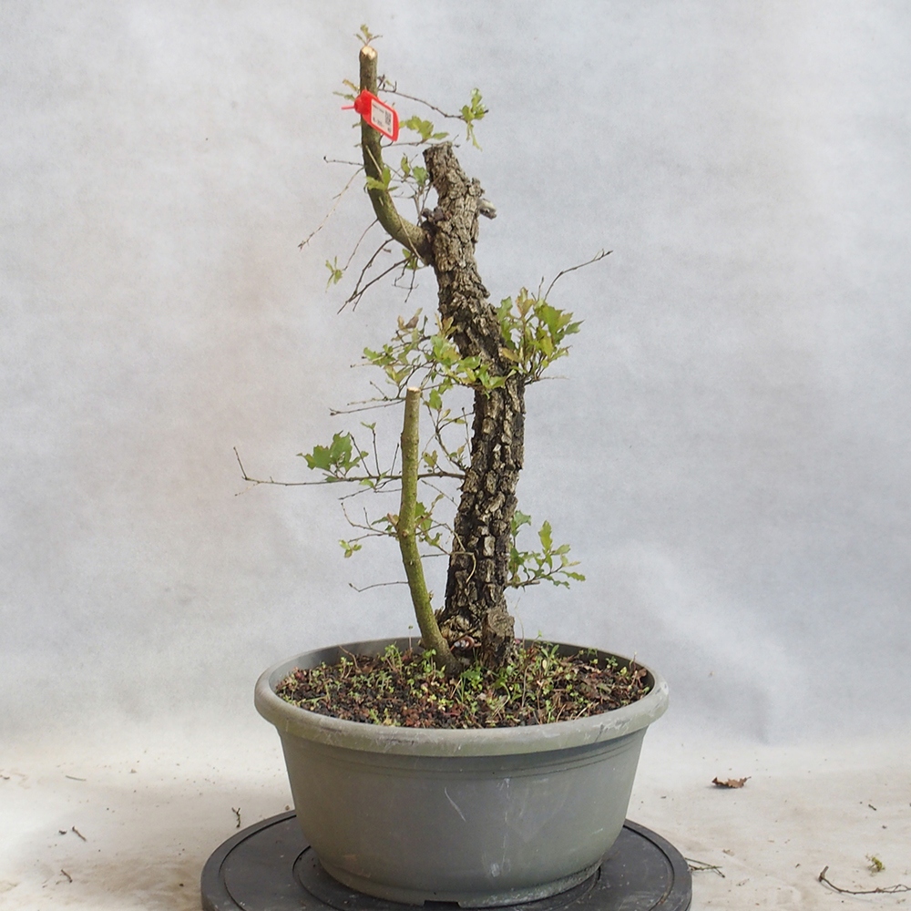 Venkovní bonsai Quercus Cerris - Dub Cer