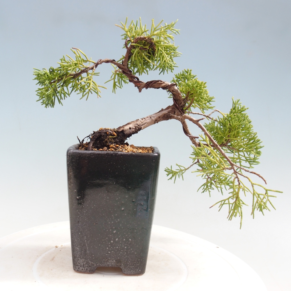 Venkovní bonsai - Juniperus chinensis Kishu -Jalovec čínský