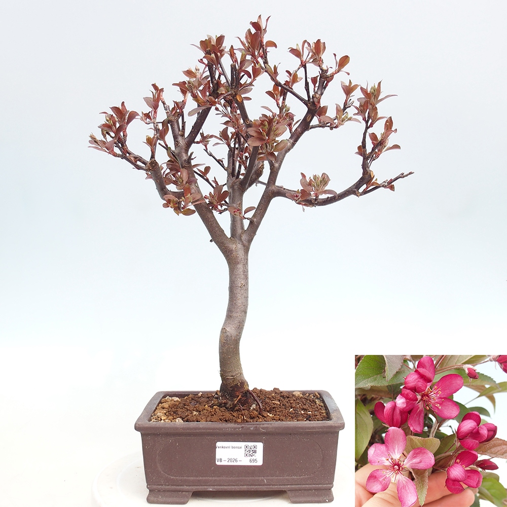 Venkovní bonsai -Malus domestica - Maloplodá jabloň červenolistá