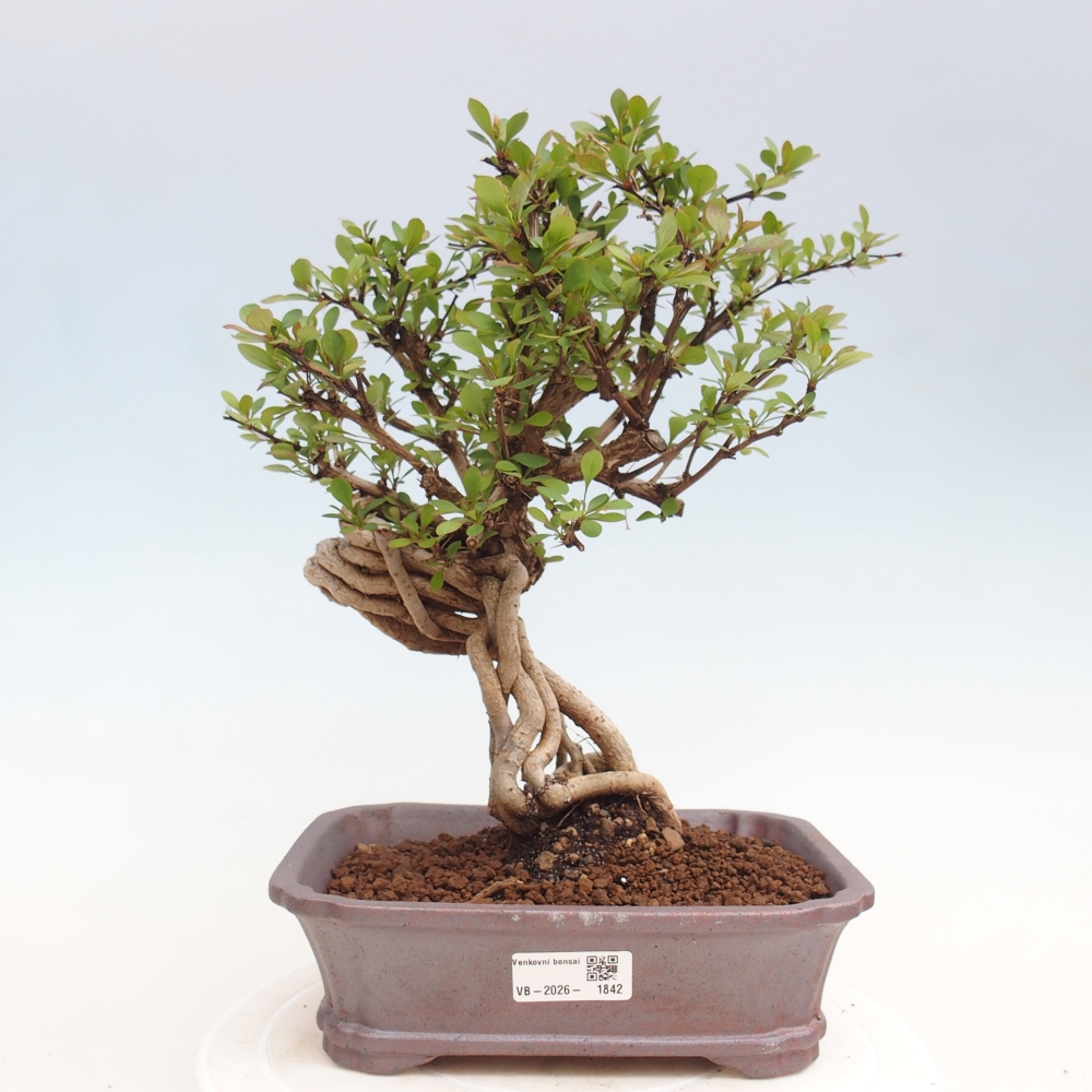 Venkovní bonsai - Berberis coreana - Dřištál korejský
