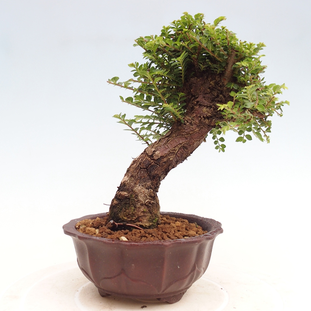 Venkovní bonsai - Ulmus parvifolia Hokkaido - jilm Činski