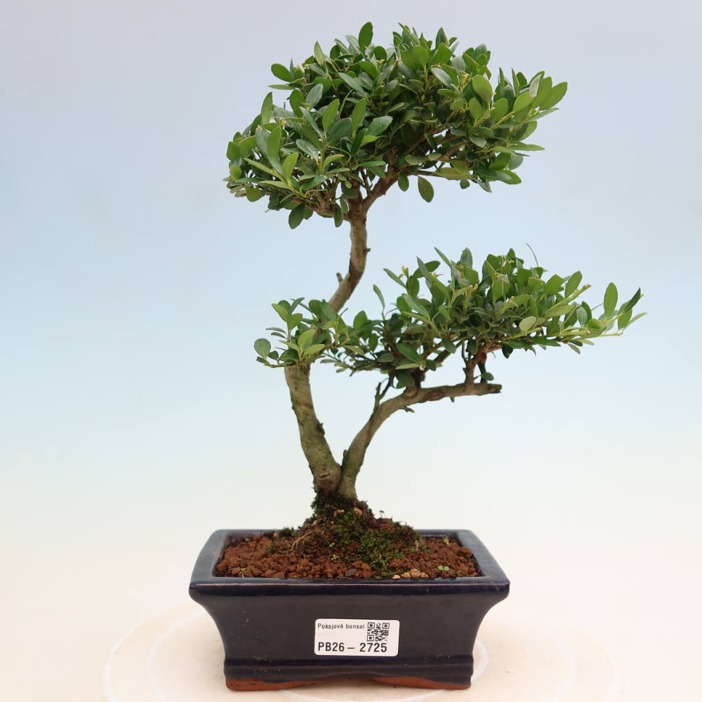 Pokojová bonsai - Ilex crenata - Cesmína