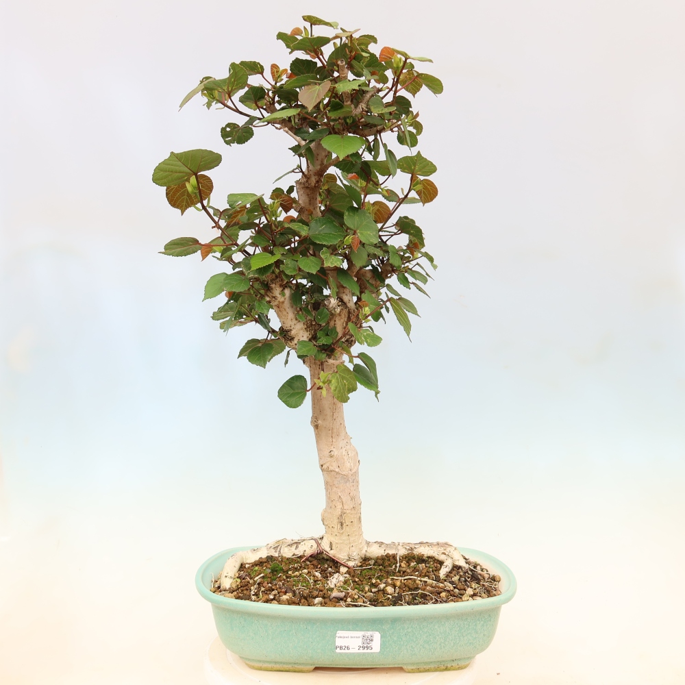 Pokojová bonsai - Hibiscus tiliaceus - Ibišek lípovitý, morský