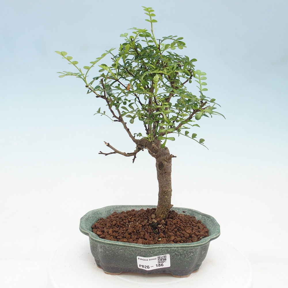 Pokojová bonsai - Zantoxylum piperitum - Pepřovník
