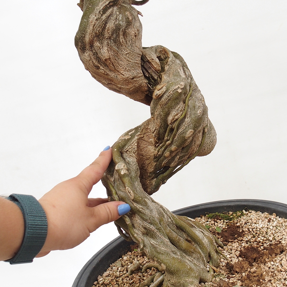 Venkovní bonsai - Acer Buergerianum - Javor Burgerův