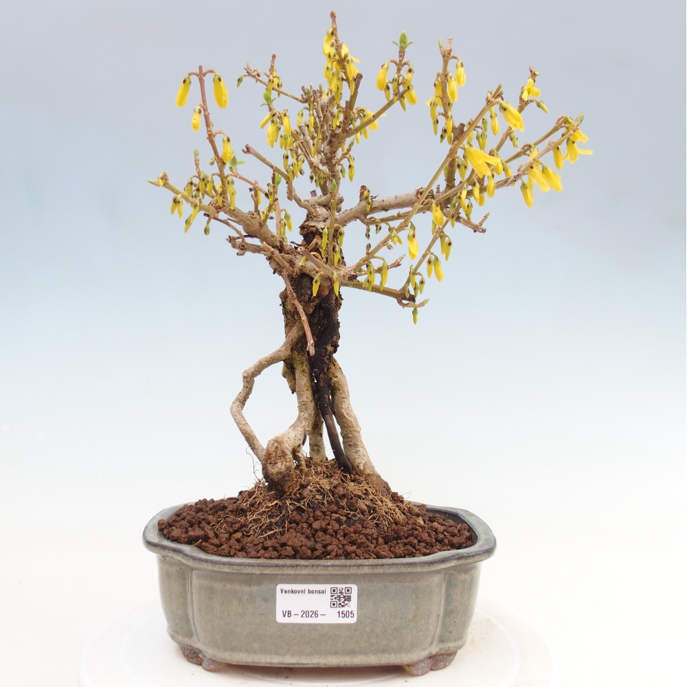 Venkovní bonsai - Zlatice - Forsythia koreana