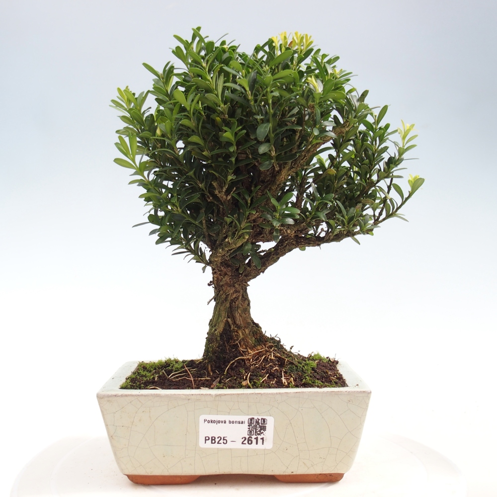 Pokojová bonsai - Buxus harlandii -korkový buxus