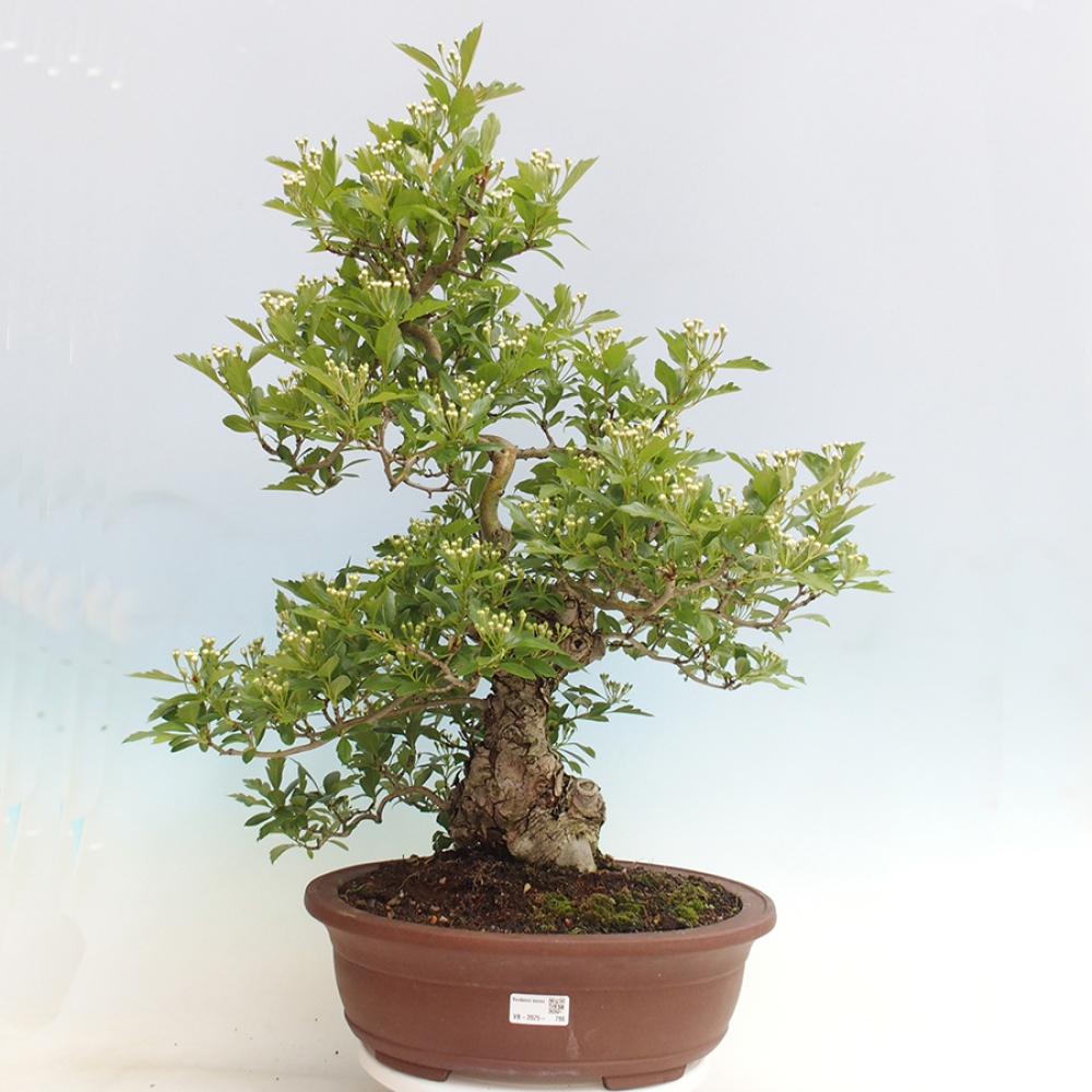 Venkovní bonsai - Hloh klínovitý - Crataegus cuneata