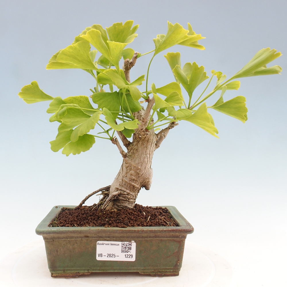 Venkovní bonsai - Jinan dvoulaločný - Ginkgo biloba