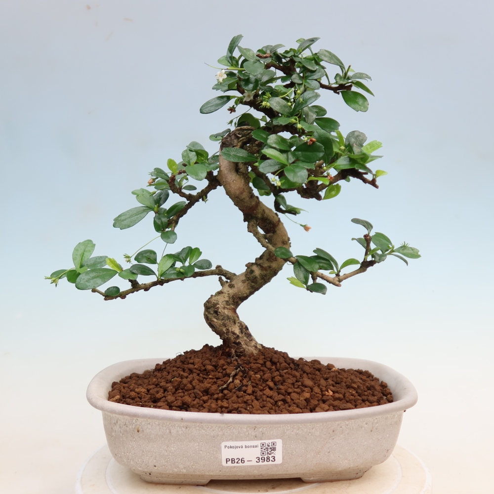 Pokojová bonsai - Carmona macrophylla - Čaj fuki