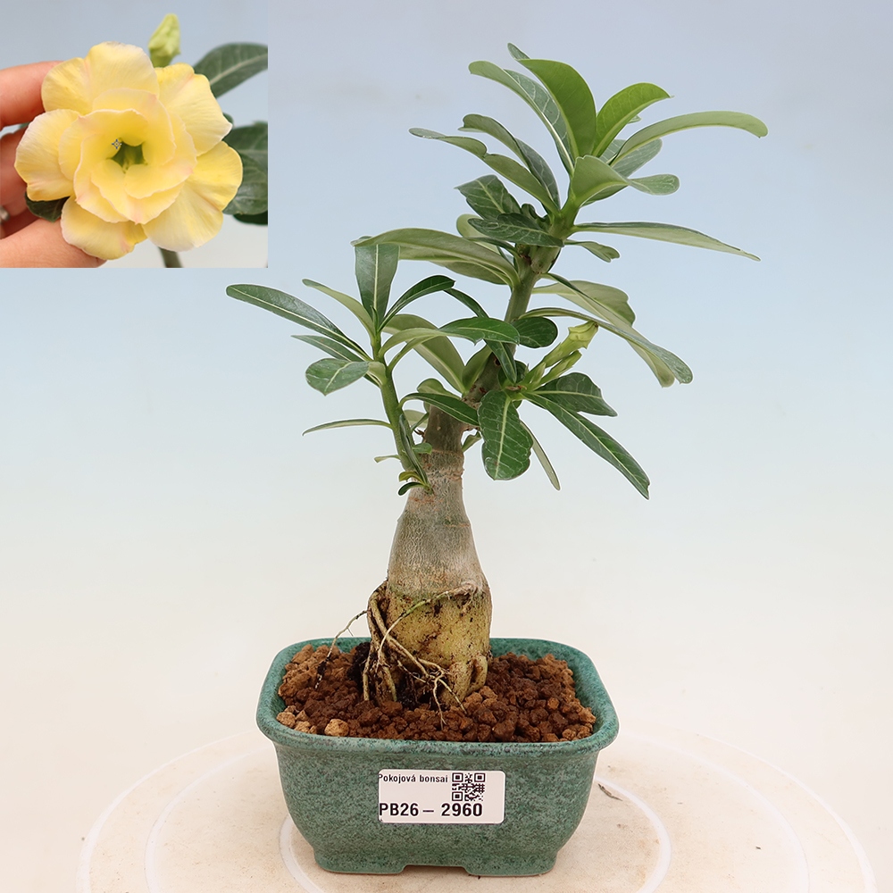 Pokojová bonsai - Adenium obesum roubovaná Alonza  - Pouštní růže