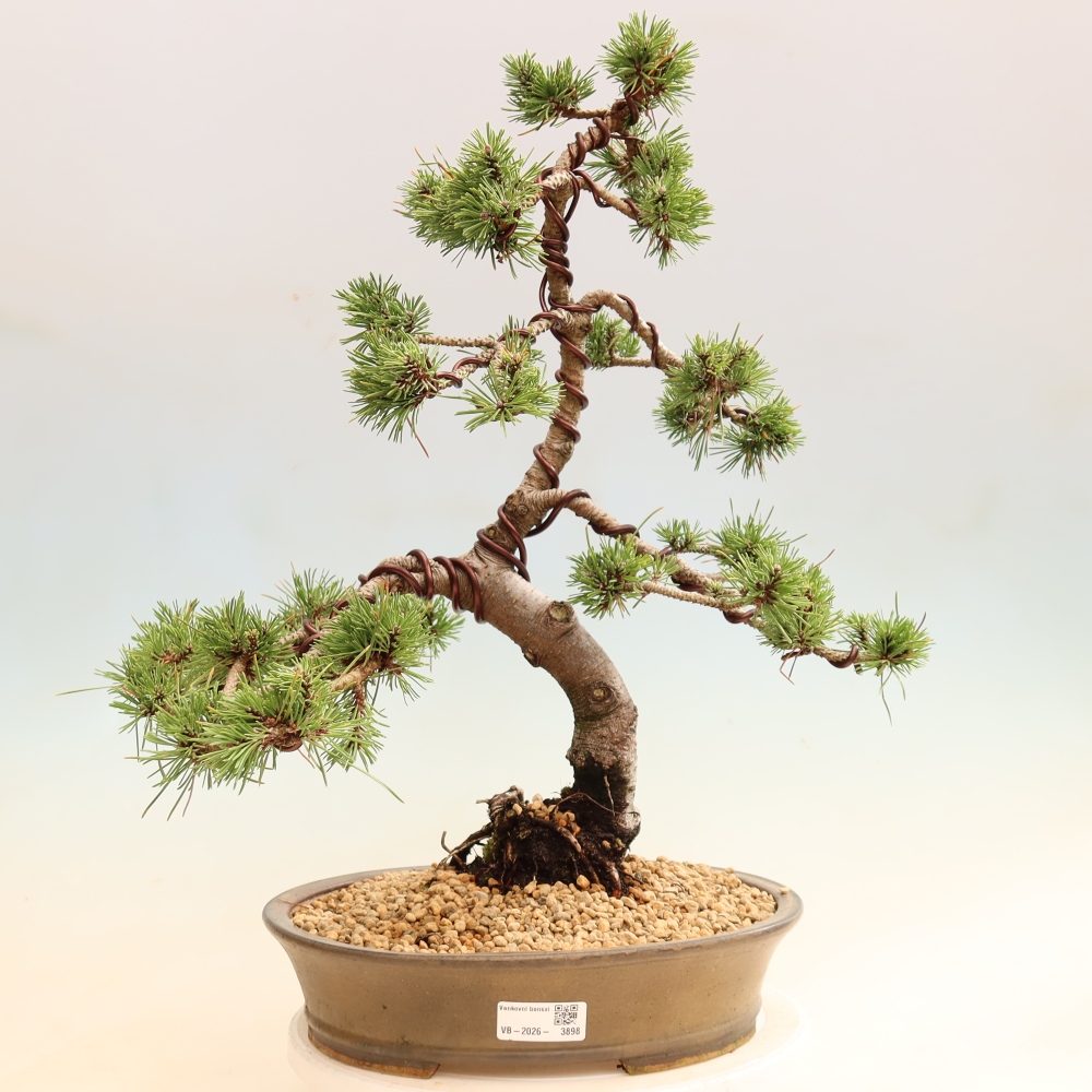 Venkovní bonsai - Pinus mugo Humpy  - Borovice kleč