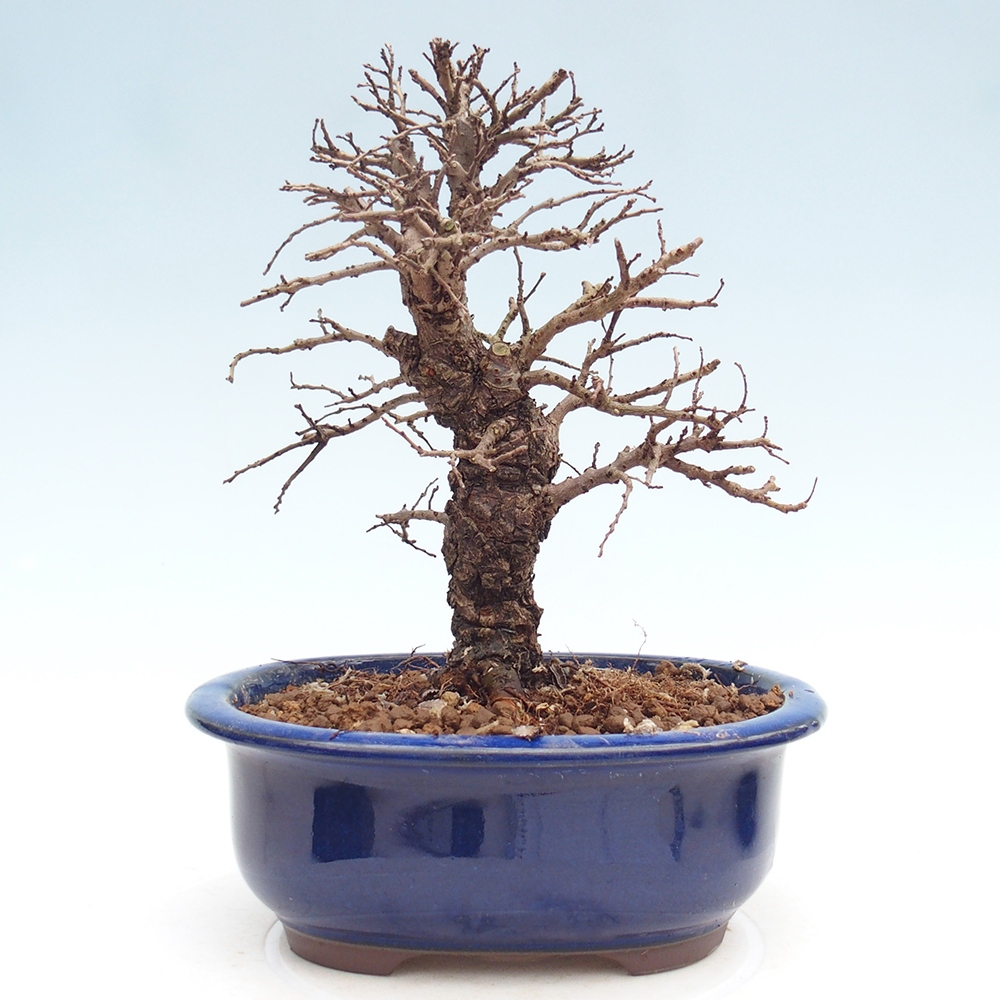Venkovní bonsai - Zelkova - Zelkova NIRE
