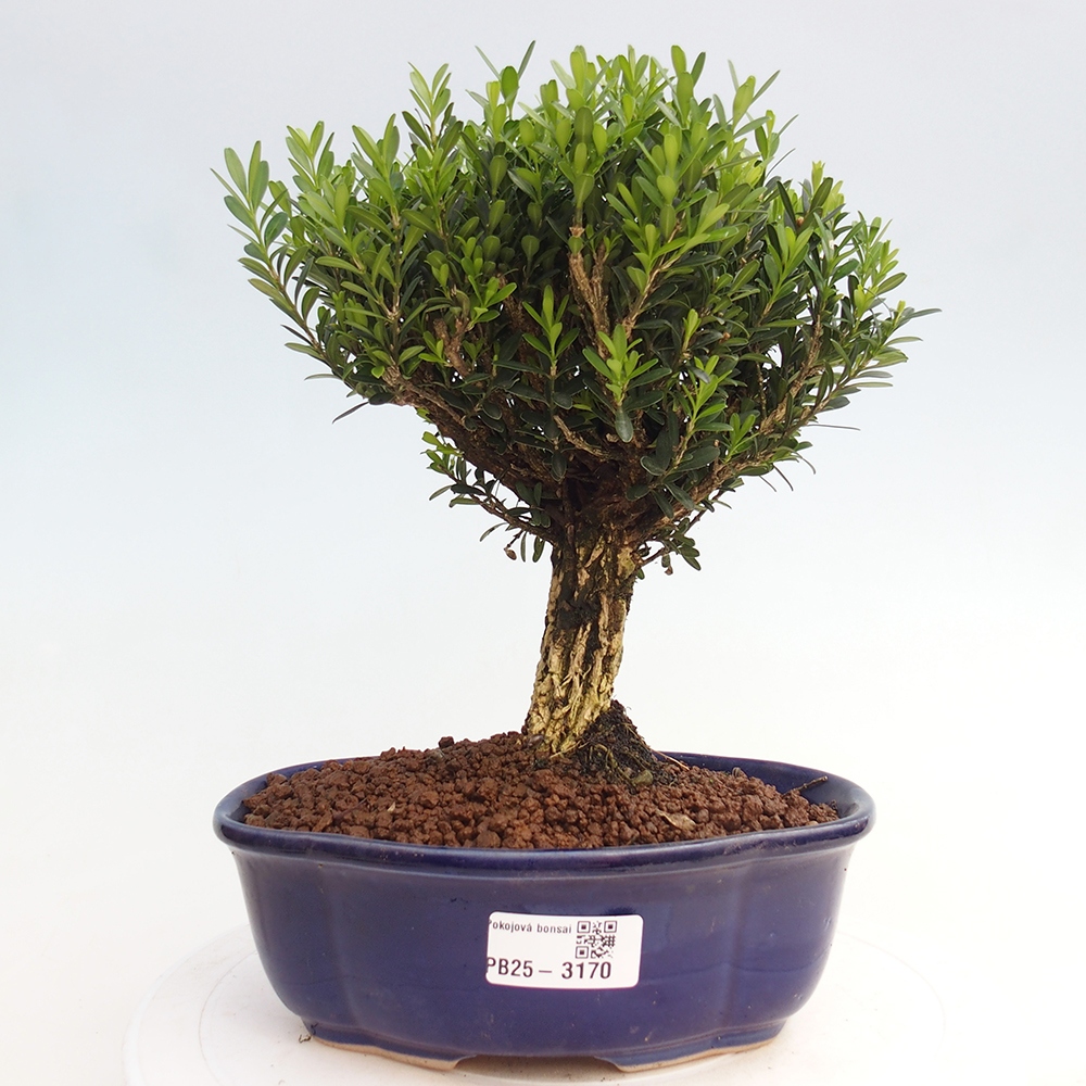 Pokojová bonsai - Buxus harlandii - korkový buxus