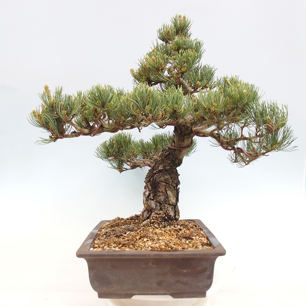 Venkovní bonsai - Pinus parviflora - Borovice drobnokvětá