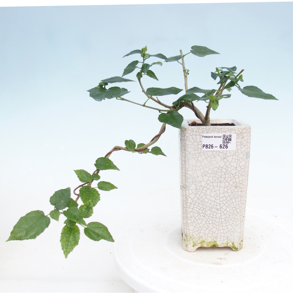 Pokojová bonsai - Malvaviscus arboreus - ibiškovec dřevnatý