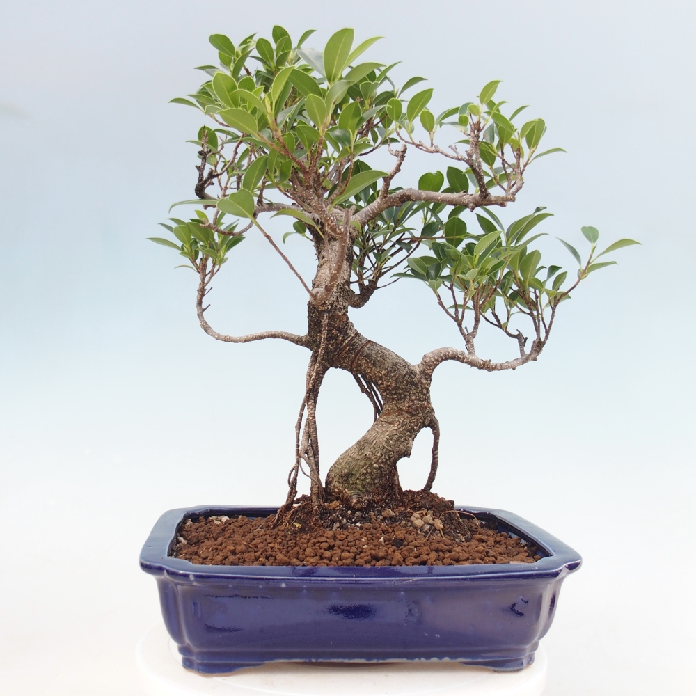 Pokojová bonsai - Ficus kimmen -  malolistý fíkus