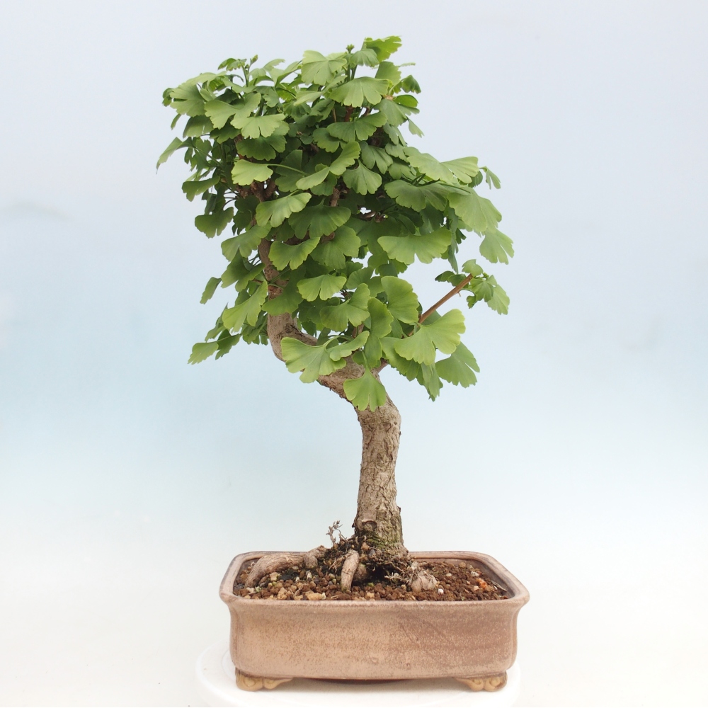 Venkovní bonsai - Jinan dvoulaločný - Ginkgo biloba