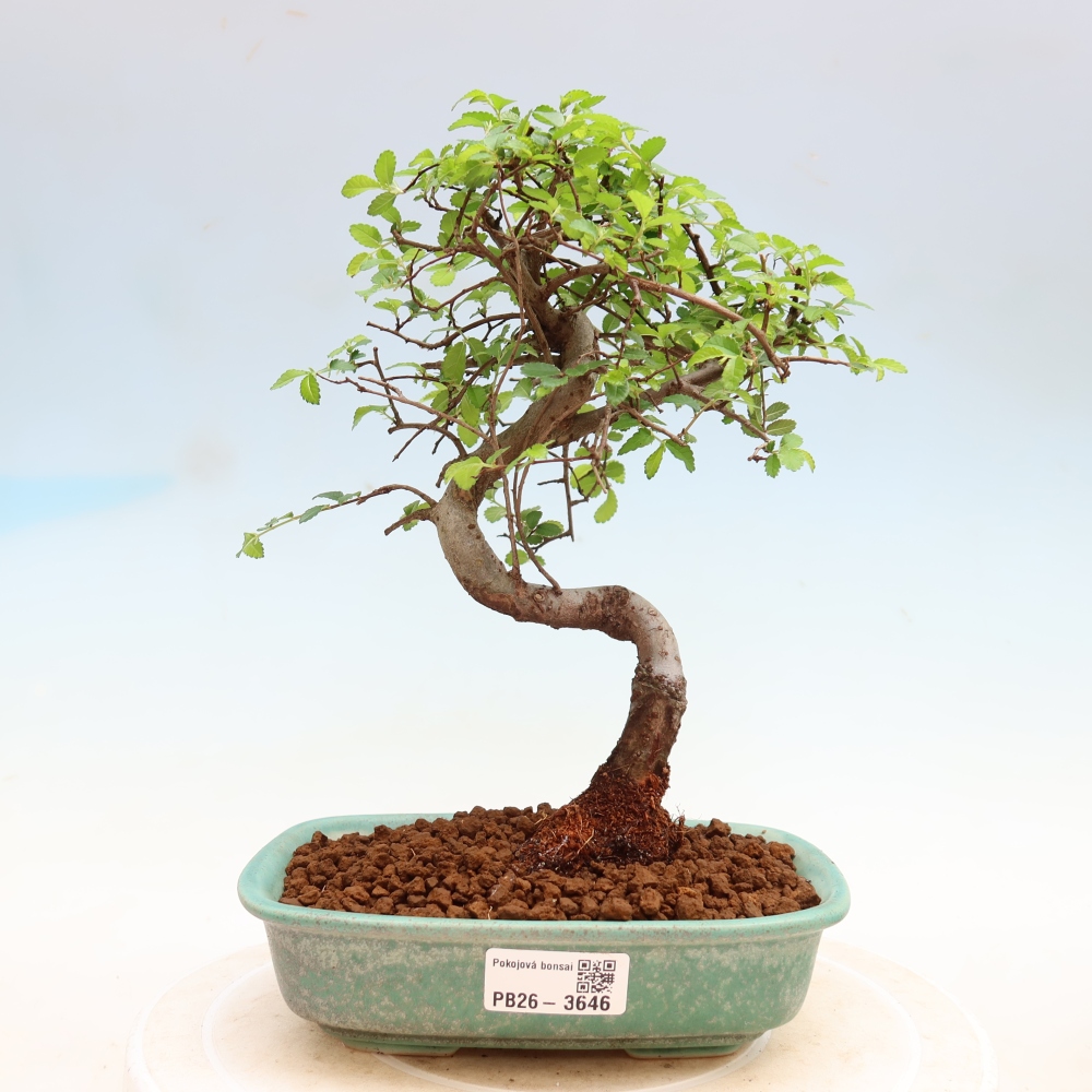 Pokojová bonsai - Ulmus parvifolia - Malolistý jilm