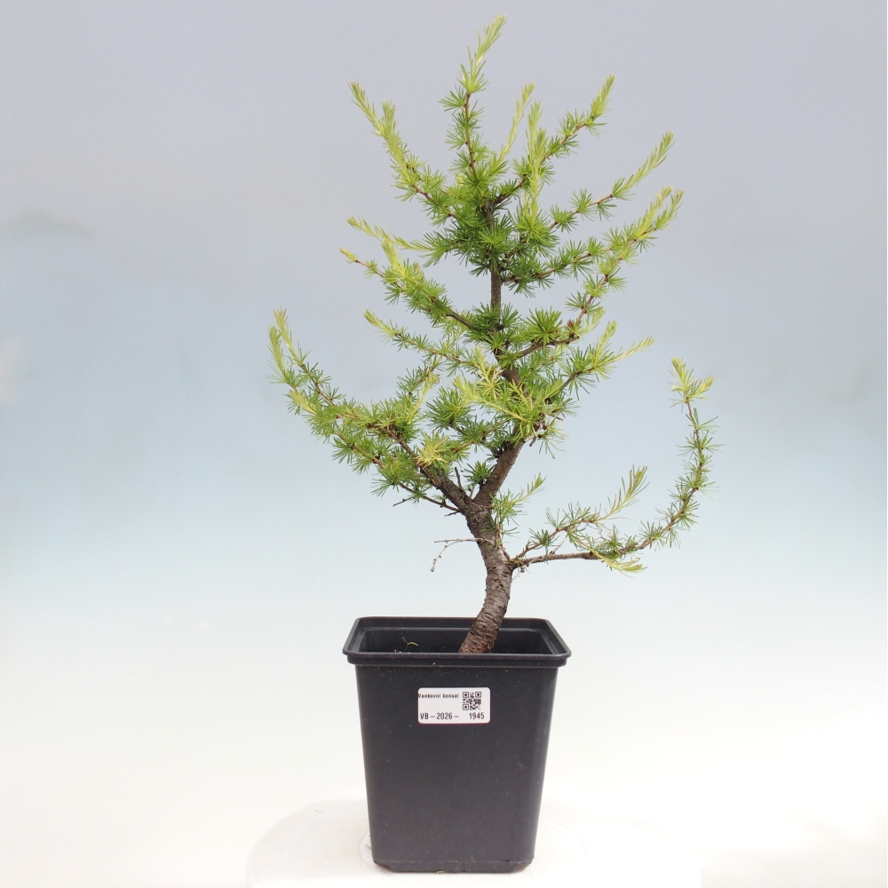 Venkovní bonsai -Larix decidua - Modřín opadavý 
