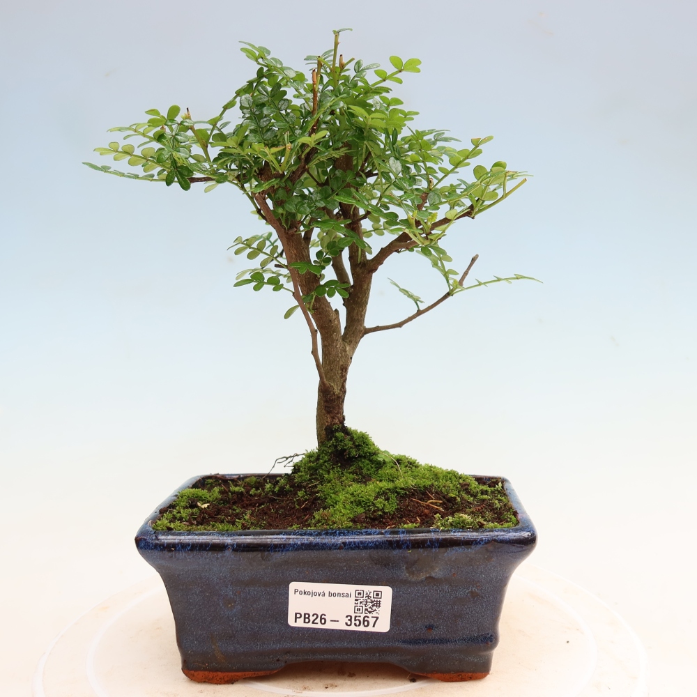 Pokojová bonsai - Zantoxylum piperitum - pepřovník