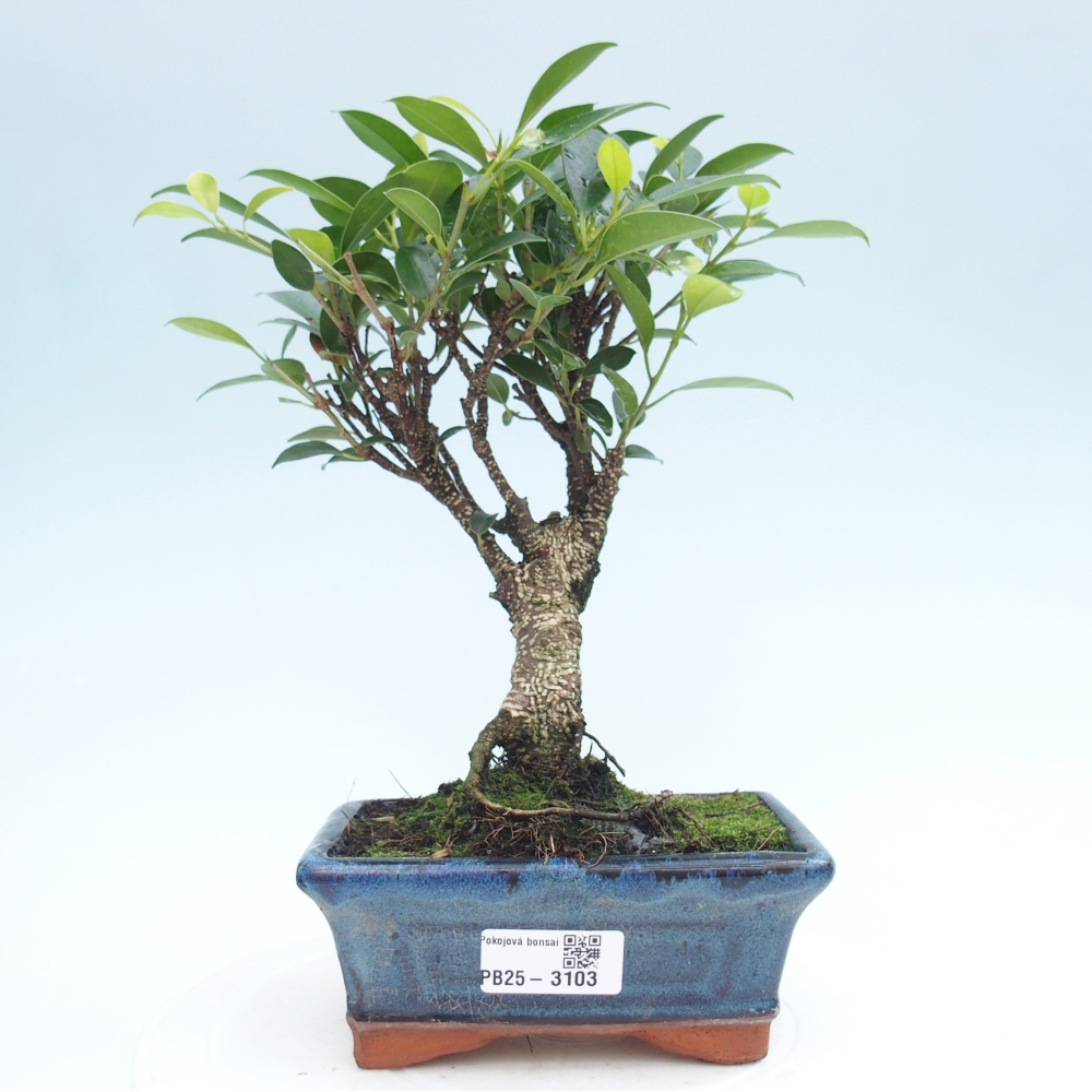Pokojová bonsai - Ficus retusa -  malolistý fíkus