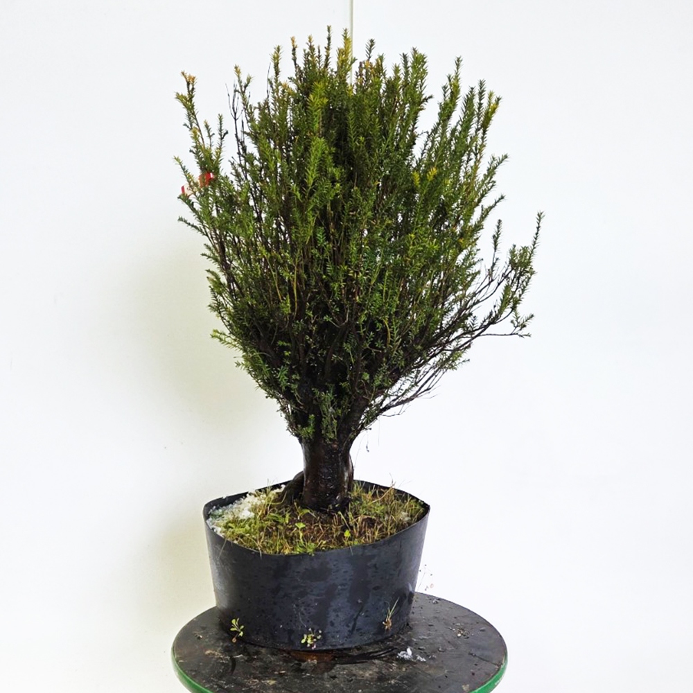 Venkovní bonsai Tis japonský - Taxus cuspidata