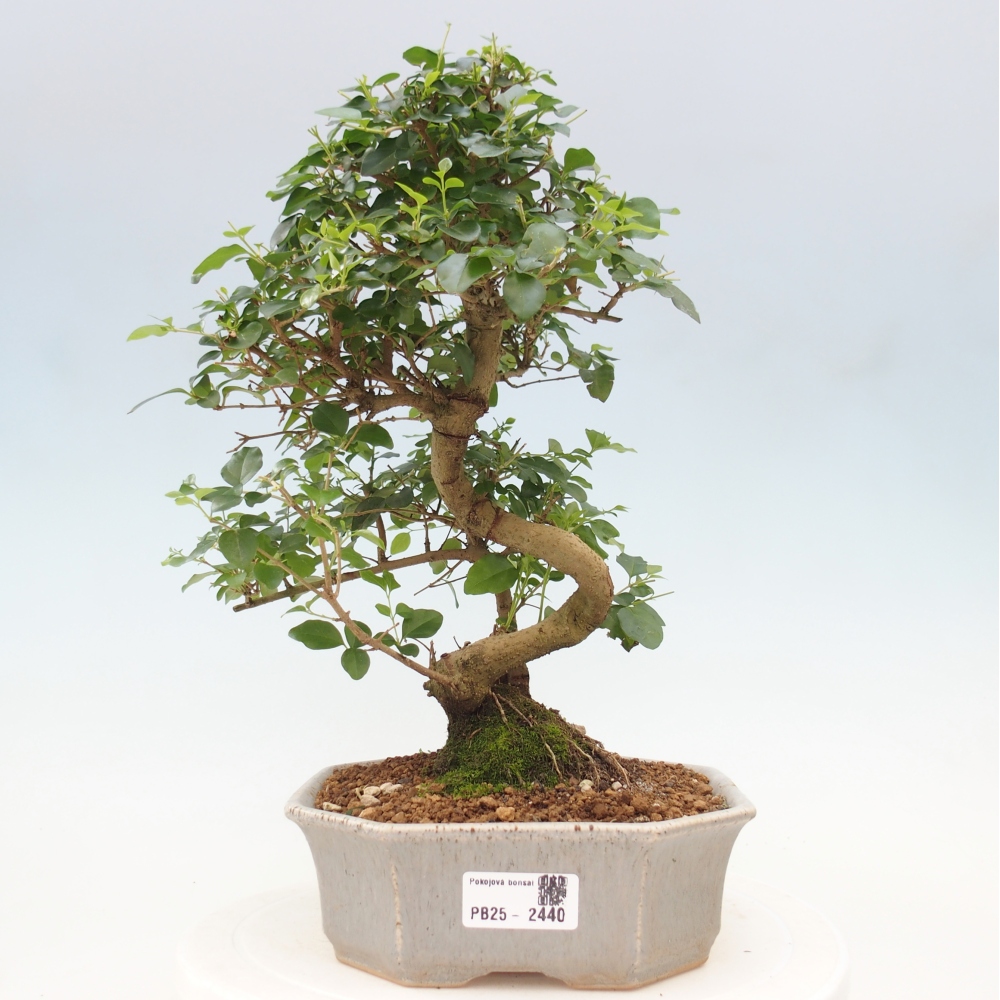 Pokojová bonsai -Ligustrum chinensis - Ptačí zob