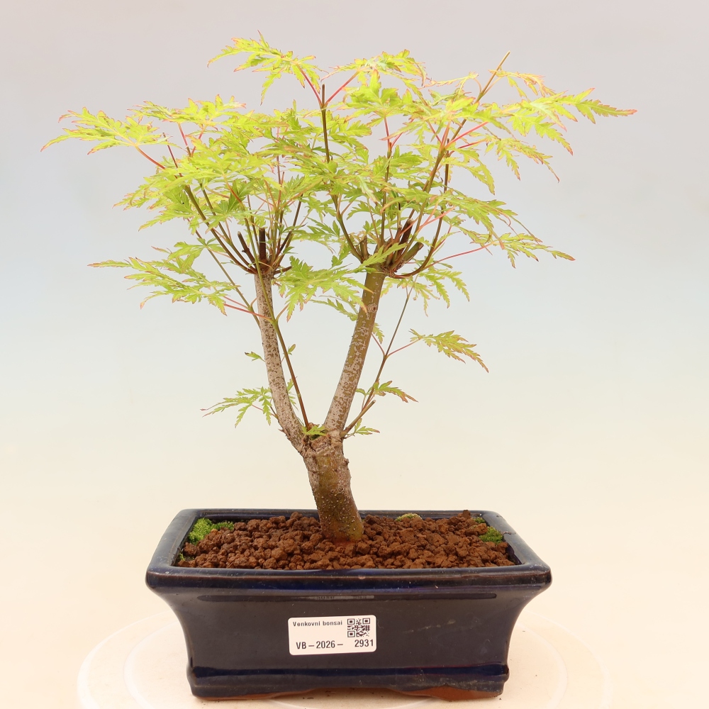 Venkovní bonsai - Acer palmatum Dissectum - Javor dlanitolistý 